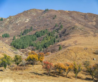 Tien Shan ladini ve huş ağaçları görkemli ve sakin bir sonbahar manzarası yaratır. Kayalık kayalıklar renkli yapraklar için çarpıcı bir zemin sağlar. Büyüleyici güzelliğin tadını çıkar