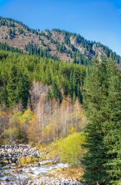 Tien Shan ladin ormanlarının dokunulmamış güzelliğinin tadını çıkar. Yüksekleri fethet ve görkemli dağları keşfet. Doğa kaşifleriyle sonbahar dağlarına seyahat edin..