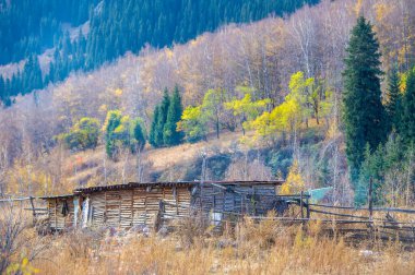 Tien Shan Dağları 'nın engebeli güzelliğini keşfedin. Nefes kesici çam ormanları ve huş ağaçları arasında yürü. Bu çarpıcı manzaranın sükunetini ve doğal harikalarını yaşayın..