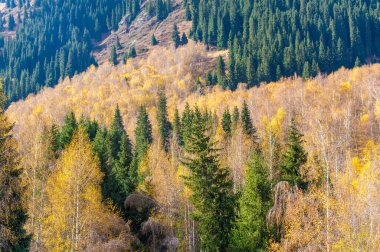 Sonbahar dağları, Tien Shan ladin, heyecan verici bir kır macerasının tadını çıkar. Bırak nefes kesen çam ağaçlarının sükuneti gezgin şehvetine ilham versin..