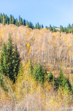 Tien Shan ladin ormanlarının büyüleyici güzelliğinin tadını çıkarın. Parlak sonbahar renklerine ve vahşi manzaralara dalın. Yeni yüksekliklere git ve dağların sırlarını keşfet..