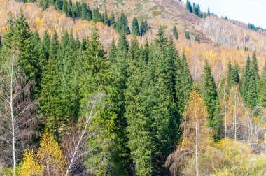 Sonbaharda Tien Shan 'ın nefes kesici güzelliğini tecrübe et. Çevrenizdeki canlı yapraklara ve yeşil çam ağaçlarına tanık olun. Yılın bu zamanında kendini doğanın çarpıcı renklerine daldır..