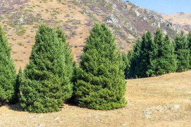 Kendini Tien Shan dağlarının dinginliğine bırak. Sonbahar yeşilliğinin ve canlı renklerin cazibesini hissedin. Bereketli yeşil çam ağaçlarının arasında sakin bir gezinti yap. Huzurun tadını çıkar.