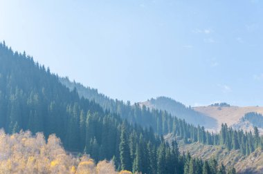 Sakin bir ormanda sonbaharın güzelliğini hisset. Yeşillik ağaçların arasında dolaşın ve doğanın çarpıcı renklerine tanık olun. Kendini görkemli dağların sükunetine bırak.