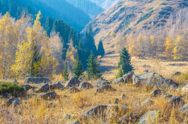 Bir dağ ormanında sonbaharın güzelliğine dalın. Tien Shan 'ın altın gölgesini hisset. Büyüleyici bir çiçek tuvalinde kaybol..