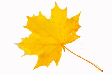Canlı sonbahar akçaağaç yapraklarının göz kamaştırıcı yakın çekimleri. Makro fotoğrafçılıktaki doğanın güzelliğini ve detaylarını yansıtıyor. Sonbahar temalı tasarımlar, baskılar veya sosyal medya gönderileri için ideal.