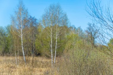 Ormandaki baharın güzelliğini hisset. Uyandıran doğanın sakinliğinin tadını çıkar. Başının üstündeki kasvetli gökyüzünün gücünü ve gizemini hisset..