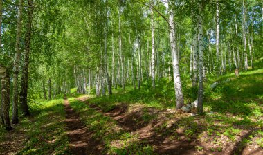 Yaz, tepe, tepeler, huş ağaçları dağların yamaçlarında büyürler. Yamaç boyunca dönen toprak bir yol, sıcak yaz günleri.