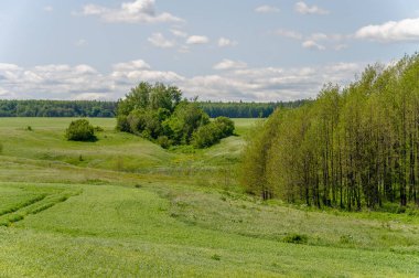 Bahar fotoğrafçılığı, genç mısır gevreği çekimleri. Olgunlaşmış buğday. Parlak güneşin altında yeşil fotosentez filizleri. Fosfor ve nitrojen gübreleri tanıtıldı