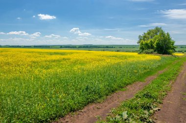 Kolza tohumu (Brassica napus subsp. Petrol zengini tohumlar sayesinde yetişen parlak sarı çiçekli kanola, önemli bir sebze yağı kaynağı ve protein unu kaynağıdır..
