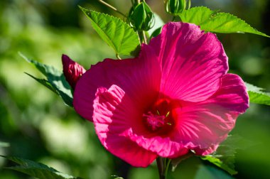 Hibiscus rosa-sinensis, Çin gülü. Hibiscus çiçek çayı birçok isimle bilinir ve hem sıcak hem de soğuk servis edilir. Bu içecek kırmızı rengi, tart tadı ve C vitamini içeriğiyle bilinir..