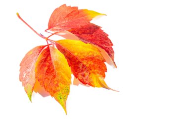 Beyaz arka planda sonbahar yaprakları. Sonbahar yaprakları düşmez, uçar. Acele etmeyip, bunu tek çıkış şansları olarak kullanıyorlar..