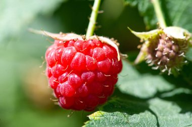 Ahududu. Sevinme zamanı. Sonunda ahududu mevsimi geldi. Bu küçük mücevher hakkında sihirli bir şey var; sadece güzel bir tat sepeti almak için kısa bir pencere var.