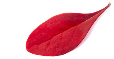 Beyaz arka planda sonbahar yaprakları. En sevdiğim renk Ekim. Sonbahar en çok da solgunluğuna karşı duyulan sempatiyle sizi fetheder..