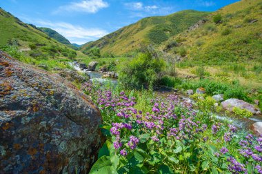 Güzel leylak çiçekleri dingin bir dağ nehrine karşı Doğanın güzelliği büyüleyici bir görüntüye büründü Huzur ve sükunet getiren büyüleyici bir sahne
