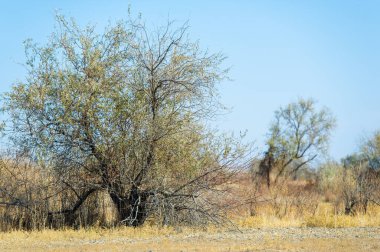 Sonbahar, Steppe. Çayırlar. Değişim rüzgarları altın ovaları süpürürken bu yalnız ağaç bize eşsiz yolculuğumuzda güzelliği aramamızı hatırlatıyor. Yolunu Kucakla