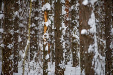 Uzun görkemli çam ağaçları ormanda büyür. Kara bulutlar gökyüzünde asılır, manzaranın üzerine gölge düşürür. Hava soğuk ve nemlidir, bu da onu daha da soğuk yapar.