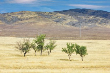 Çayır, sade, yalnızlığı kucaklayan çölün huzurlu sessizliğinde kaybolmuş, sonsuz gökyüzüne uzanan yalnız bir ağaç bize yalnızlık anlarında bulunan gücü ve huzuru hatırlatıyor..