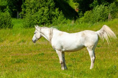 Tarlada otlayan beyaz bir atın güzel görüntüsü. Doğadan esinlenilmiş tasarım elementleri barışı sembolize eder..