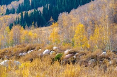 Tien Shan Dağları 'nın güzelliğini tecrübe et. Huş ağacı patikalarını ve kaya harikalarını keşfedin. Nefes kesici çam ağaçları arasında huzur bul. Heyecan verici bir açık hava macerasına atlayın..