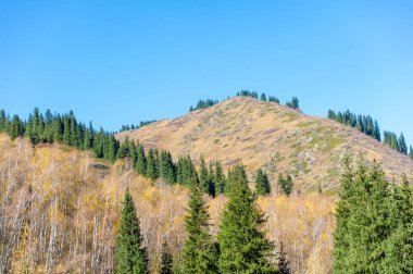 Tien Shan ladin ormanlarının sakinliğini hisset. Kendini dağların mistik cazibesine bırak. Vahşi hayatın canlı sonbahar renklerine tanık olun..
