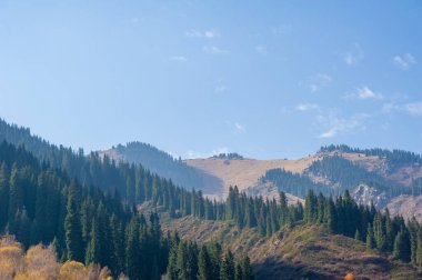 Görkemli bir dağ ormanında sonbaharın güzelliğini tecrübe edin. Tien Shan 'ın yeşil gölgesinin tadını çıkar. Kendinizi büyüleyici bir renk tuvaline daldırın.