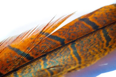 Sülün tüyü, parlak ve çekici renkli tüyler. Doğanın güzelliğini gösteren karmaşık desenler. Doğa Ana 'nın yarattıklarına çarpıcı bir övgü..