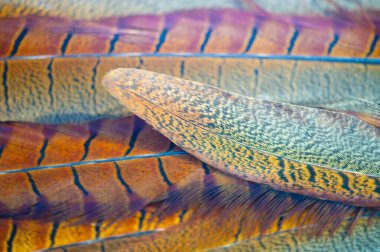 Göz kamaştırıcı sülün tüyleri zarif başyapıtlara dönüştü. Herhangi bir kıyafete ya da ev dekoruna biraz incelik katmak için mükemmel..