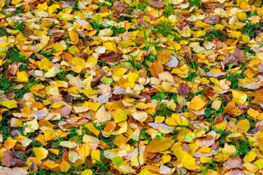 Yılın en güzel zamanı huş ağacının renkli sonbahar yaprakları, yaprakları kalp şeklinde ve beyaz kabuklu yaprak döken yapraklar..