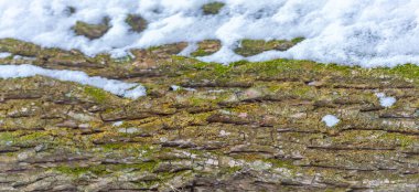 Kış manzarasının huzur ve sükunetini taşır. Beyaz karın saflığı ağaç gövdesinin karanlığıyla çelişiyor. Sanatta doğanın güzelliğini ve karmaşıklığını gösterir..