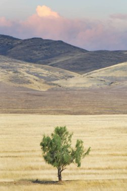 Sert çölün arka planına karşı sebatın çayır sembolü, yalnız bir ağaç dimdik duruyor, tüm zorluklara meydan okuyor ve bize asla pes etmememiz için ilham veriyor.
