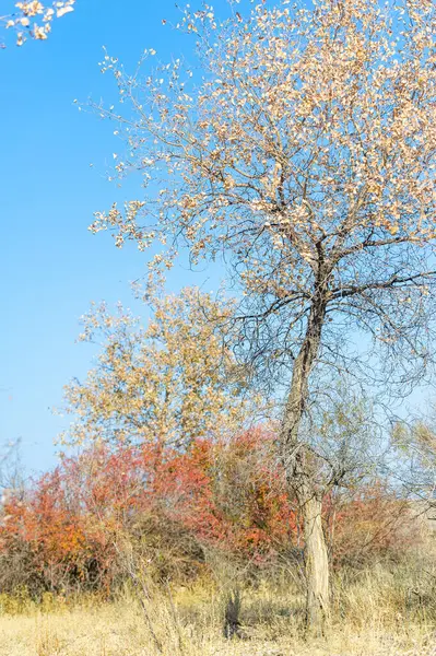 Sonbahar, Steppe. Çayırlar. Barberry, sonbahar bozkırları arasında doğanın sanatsal fırça darbesiyle boyanmış muhteşem bir kırmızı renk patlaması. Parlak Gölgeler Sonbahar Görkemi