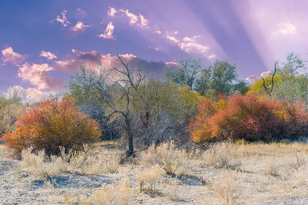 Sonbahar, Steppe. Çayırlar. Barberry, bozkırı süsleyen kırmızı çalıların büyüleyici cazibesine tanık ol. Sanki doğa sırlarını fısıldıyor ve toprağı zarafet ve cazibeyle boyuyor. Çilek Güzeli