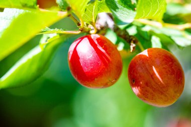 Prunus cerasifera, kiraz eriği ve dünya dengesi eriği olarak bilinen bir erik türüdür. Güneydoğu Avrupa ve batı Asya 'ya özgüdür ve Britanya Adaları' nda vatandaşlık alır.