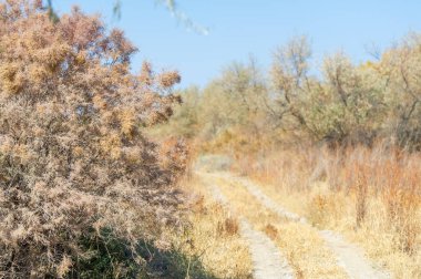 Sonbahar, Steppe. Çayırlar. Bu uçsuz bucaksız, kuru çayırlarda altın sonbahar renklerinin huzur veren güzelliğinin tadını çıkarıyorum.