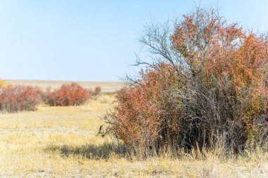 Doğa ve vahşi yaşam gelişir. Sonsuz çayırların arka planında sonbaharın güzelliğini keşfedin. Çorak bir çölün ortasında böğürtlen çalılarının dayanıklılığını hissedin..