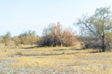 Sonbahar, Steppe. Çayırlar. Doğanın bir senfonisinin nefes kesen gösterisine tanık olun: Yalnız bir ağaç sonbahar bozkırının genişliğini zarifçe vurgular - dingin yalnızlığın ebedi başyapıtı.