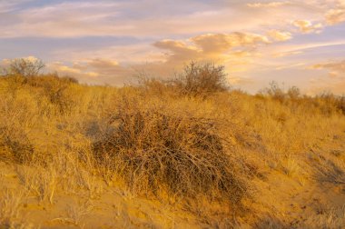 Gün batımında çölün nefes kesici güzelliğinin tadını çıkar. Güneşin kum tepelerinde çarpıcı bir renk oyunu yaratışını izleyin. Kendinizi bu doğal manzaraya daldırırken huzur ve huzur hissedin.