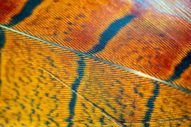 Sülün tüylerinin çarpıcı güzelliğini tecrübe et. Her tüy canlı renkler ve karmaşık desenler gösterir. Tabiat ananın kendisi tarafından el yapımı. Cennet sana doğanın en iyi sanatını sunar.