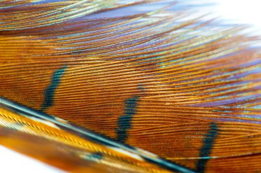 Sülün tüyünün zarafetini ve zarafetini tecrübe et. Doğal harikaların doğaüstü güzelliğine hayret ediyorum. Bu büyüleyici trenle hayal gücünüz vahşileşsin..