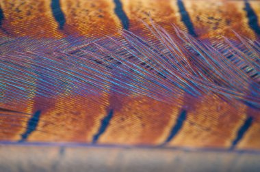 Göz kamaştırıcı sülün tüyleri zarif başyapıtlara dönüştü. Herhangi bir kıyafete ya da ev dekoruna biraz incelik katmak için mükemmel..