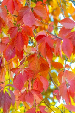 Ağaçların dallarında sonbahar yaprakları. Mumannoe, bulutsuz gökyüzü, Hint yazı. Yapraklar rüzgarda sokağın aşağısına doğru esiyor. Kuzey Kutbu rüzgarından dolayı soğuk titreme. Güneşin son sıcaklığı.