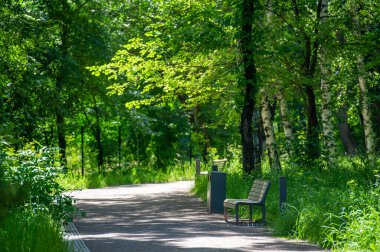 Park sokağı. Uzun ağaçlarla çevrili manzaralı bir yolda seyahat edin ve yaprakların rahatlatıcı fısıltısının ruhunuzu canlandırmasına izin verin. Çevre Kaşifi