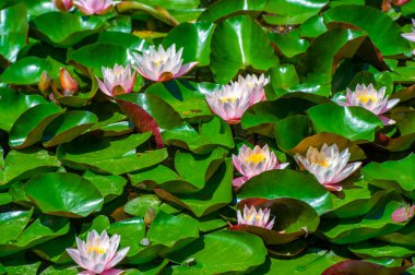 Lotus. Nelumbo. Nymphaeaceae. Nilüfer çiçeği. Huzurlu suların arasında, nilüfer çiçeğinin narin güzelliği doğanın sakin kucaklamasını yansıtır. Doğa Sevgisi Nilüfer Büyüsü