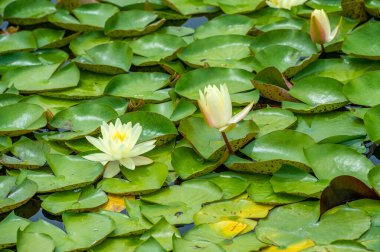 Nilüferlerin büyüleyici dünyasına daldırın kendinizi narin esintide sallanan sakin ve sakin bir vaha yaratarak. Doğal Sığınak
