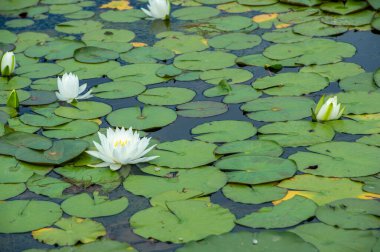 Lotus. Nelumbo. Nymphaeaceae. Nilüfer çiçeği. Suyun kucaklamasında dingin bir güzellik. Su Zambakları Çiçek Açar