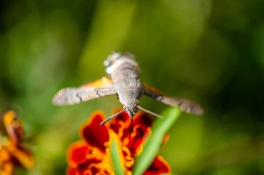 Harika bir şahin güvesi zarif bir şekilde parlak bir çiçeğe tünemiş. Fotoğrafçılık yoluyla doğanın güzelliğini ve canlılığını yakalayın. Doğal Odaklanma