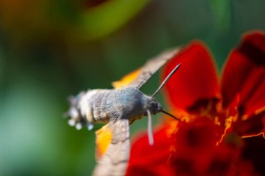 Güzel bir şahin güvesi parlak bir çiçeğin üzerinde otururken tasvir edilir. Doğal Odaklanma, doğanın güzelliğinin çarpıcı renklerini yakalar. Zarif detaylar ve canlı renklerin mükemmel kombinasyonu.