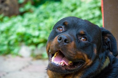 Korkusuz ve otoriter gardiyan sessizce güç hissi yayar Rottweiler yaşamının özünü somutlaştırır.