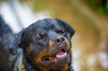 Bu Rottweiler sadık ve güvenilir. Her aile ya da birey için ideal bir arkadaş koşulsuz sevgi ve dostluk sağlar. İnsanın en iyi dostu kelimesinin gerçek anlamını gösteren bir örnek..